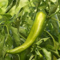 Anaheim Chile Pepper Seeds - Heirloom Green Variety - 2,500 Scoville - Perfect for 2025 Planting - Capsicum annuum