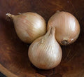 Ailsa Craig Onion Seeds - 500+ Count - Heirloom Garden Seeds - Allium cepa - USA