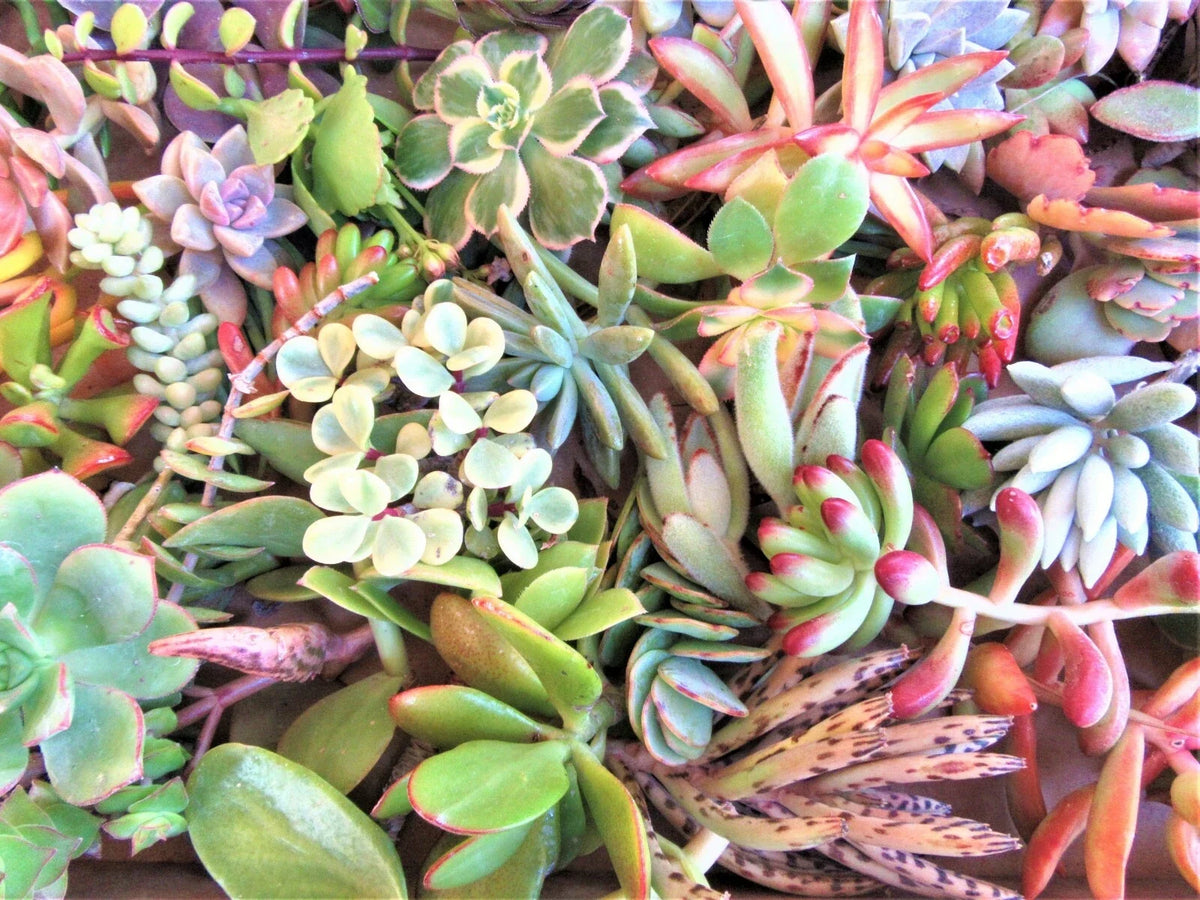 30 Healthy Fresh Succulent Cuttings Set - 30 Varieties, 2-4" - Assorted Succulents for Plant Decor or Crafting