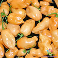 Habanero Peach Hot Pepper Seeds - 25+ Count for Garden Planting - Capsicum chinense - USA Grown - Free Shipping