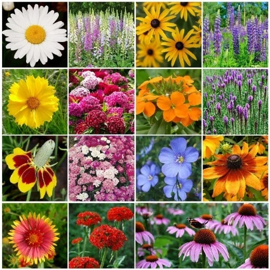 Perennial Wildflower Mix - 15 Species Variety Packet - Easy Grow Wildflowers for Gardens - Native Flower Seeds