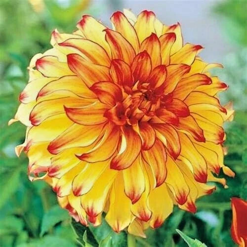 1 Dahlia 'Lady Darlene' Live Bulb Tuber Yellow Red Blooms Perennial Flower Plant