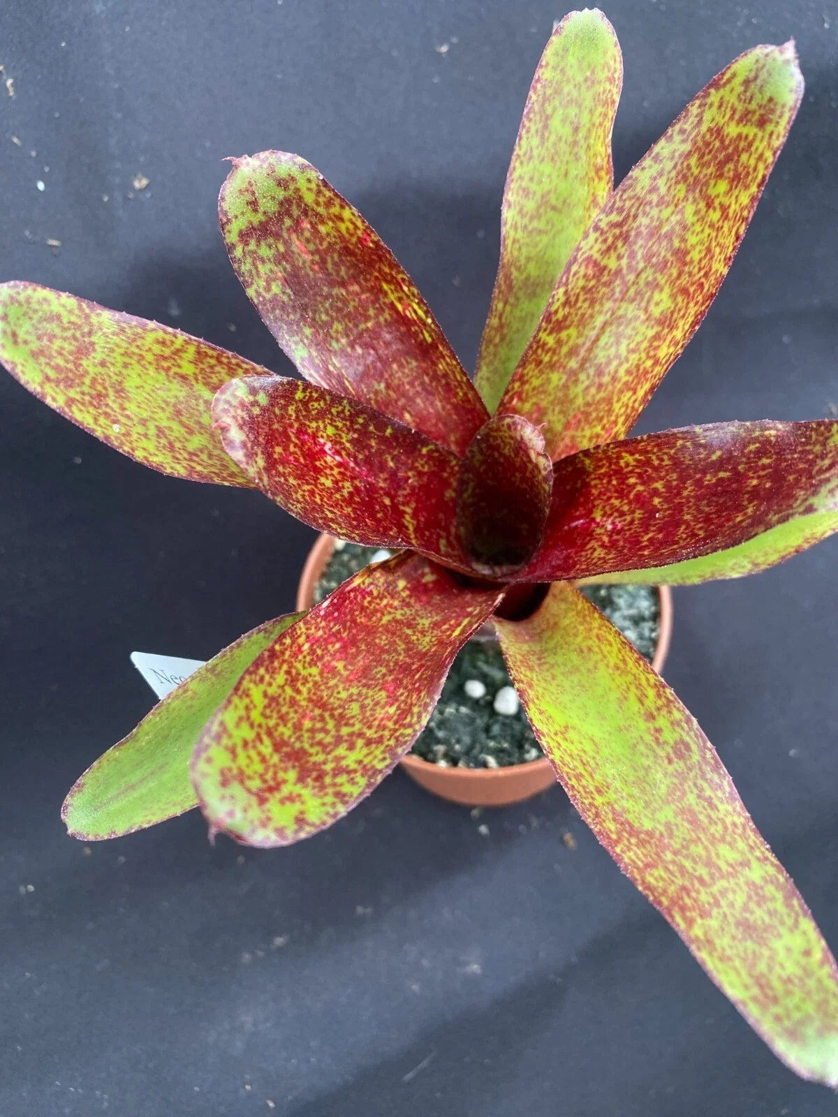 Neoregelia Red Waif Bromeliad - Small Rooted Plant in 3" Pot