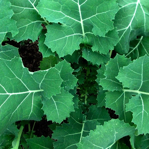 Kale Seeds - Premier (Early Hanover) Heirloom Non-GMO - Brassica oleracea - Free Shipping