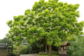Catalpa Tree Seeds - 50 Pack for Planting - Large Leaves & Beautiful Flowers - Catalpa bignonioides