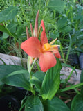Canna Cannova Orange Shades Live Plant Plugs - Well-Rooted Garden Planters - Vibrant Orange Foliage