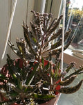 Kalanchoe tubiflora 'Mother of Millions' Succulent Plant with 10 Pups and Air Roots - Easy Care Houseplant