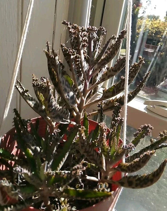 Kalanchoe tubiflora 'Mother of Millions' Succulent Plant with 10 Pups and Air Roots - Easy Care Houseplant