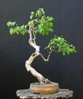 Bonsai Tree Seeds, White Paper Birch, 100+ Seeds for Planting, Made in USA, Betula papyrifera