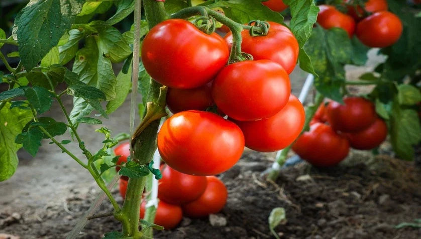 Jersey Tomato Seeds - 30+ Organic Beefsteak - NON GMO - Heirloom Vegetable Seeds - Solanum lycopersicum