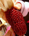 120+ Strawberry Ruby Corn Seeds - Heirloom Sweet Popcorn - Organic Rare Variety - Zea mays everta