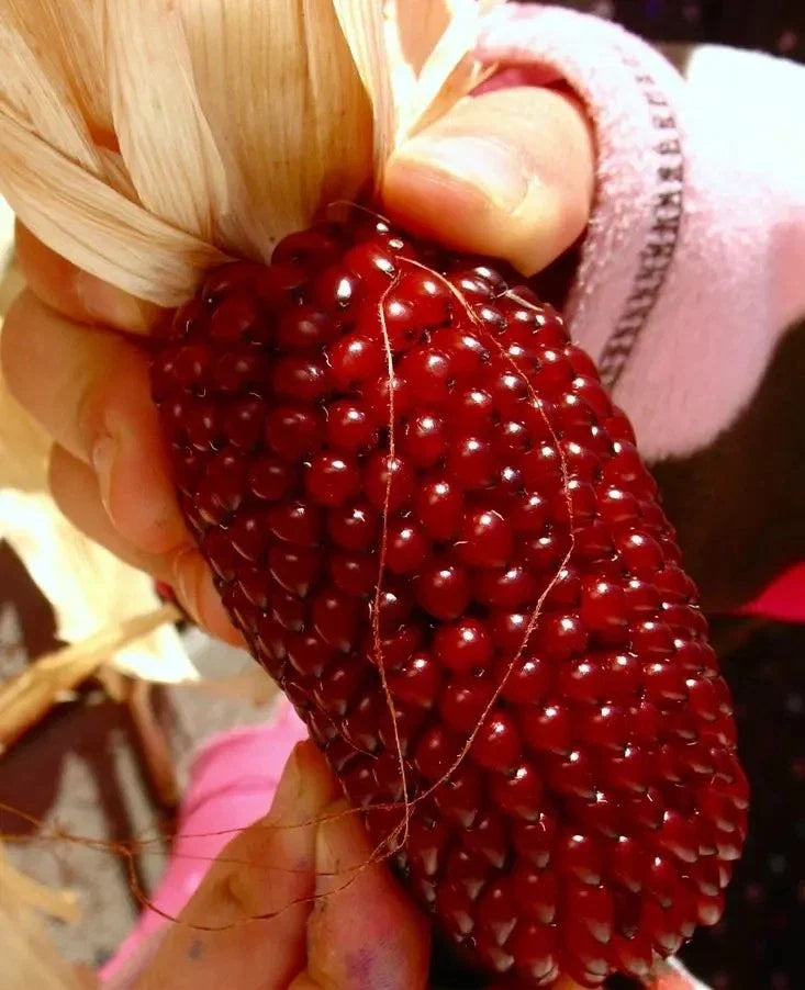 120+ Strawberry Ruby Corn Seeds - Heirloom Sweet Popcorn - Organic Rare Variety - Zea mays everta