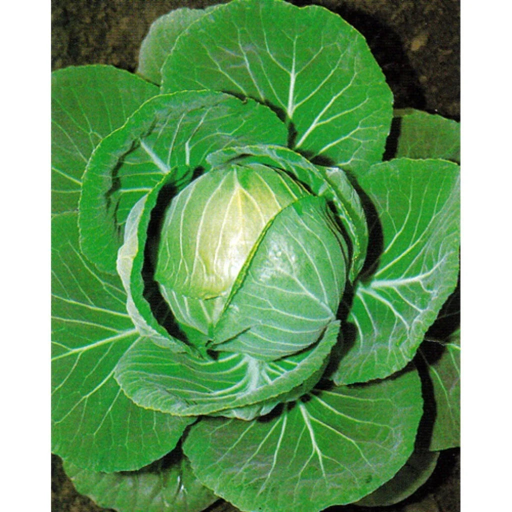 Cabbage Seeds 400+ Heirloom Non-GMO Copenhagen Market Brassica oleracea