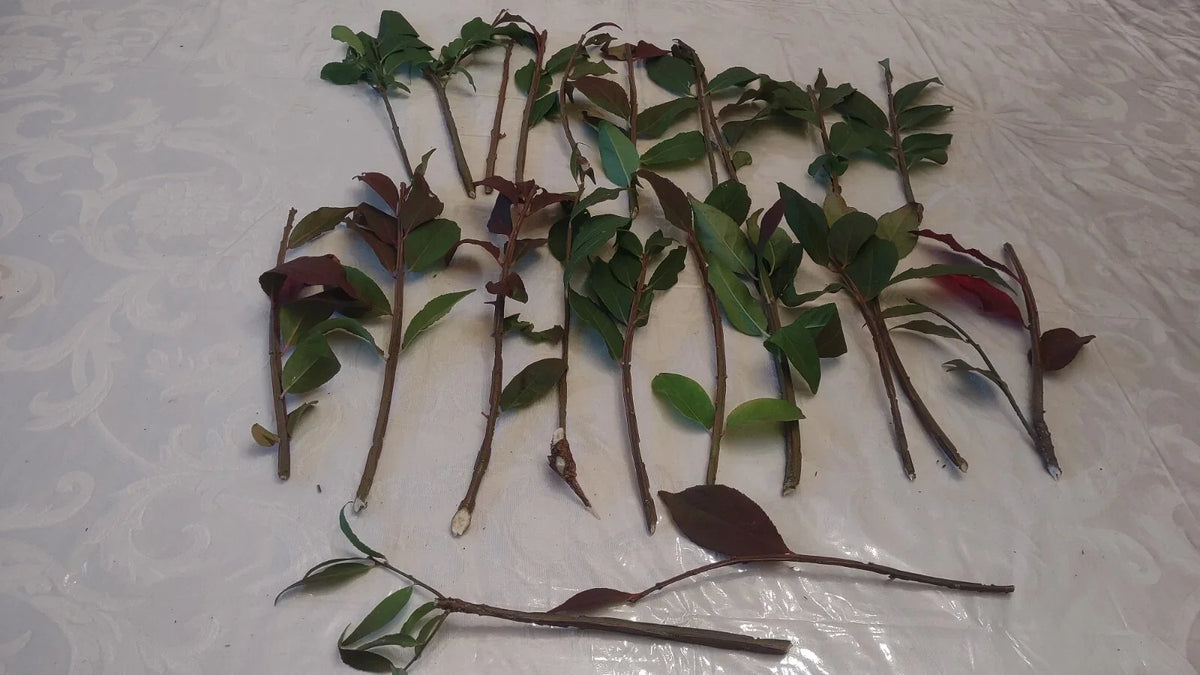 Cherry Laurel Cuttings 5-8" Fresh Unrooted Shrubs Hedges Prunus laurocerasus Organic