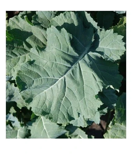 Kale Seeds - 1000 Count - Premier Compact Heirloom Variety - Cold Hardy - Brassica oleracea