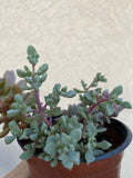 Live Rooted Succulent Pink Ice Plant in 2" Pot - Delosperma cooperi, Drought-Tolerant, Low Maintenance Houseplant
