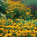 Black Eyed Susan Seeds - 500 Count Non-GMO Rudbeckia Perennial Native Wildflower for USA Gardens