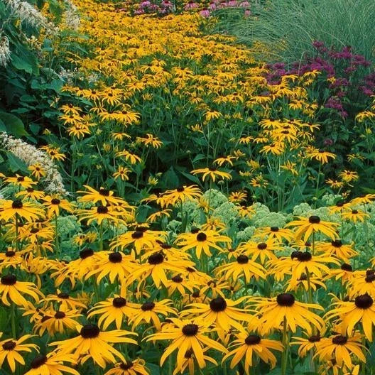 Black Eyed Susan Seeds - 500 Count Non-GMO Rudbeckia Perennial Native Wildflower for USA Gardens