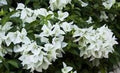 Bougainvillea Starter Plug Plant - Ms. Alice Variety - Well Rooted - Ships Bare Root - Bougainvillea spp.