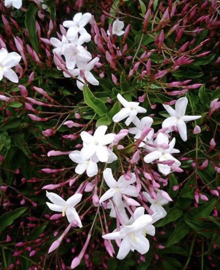Pink Star Jasmine Cuttings - 16 Pieces - Fragrant Vines - Trachelospermum jasminoides