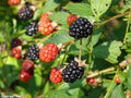 Sawtooth Tall Blackberry Plants – 10 Pack, Thorny, Hardy, Rubus fruticosus, Sweet Wild Berries, Zones 6-9