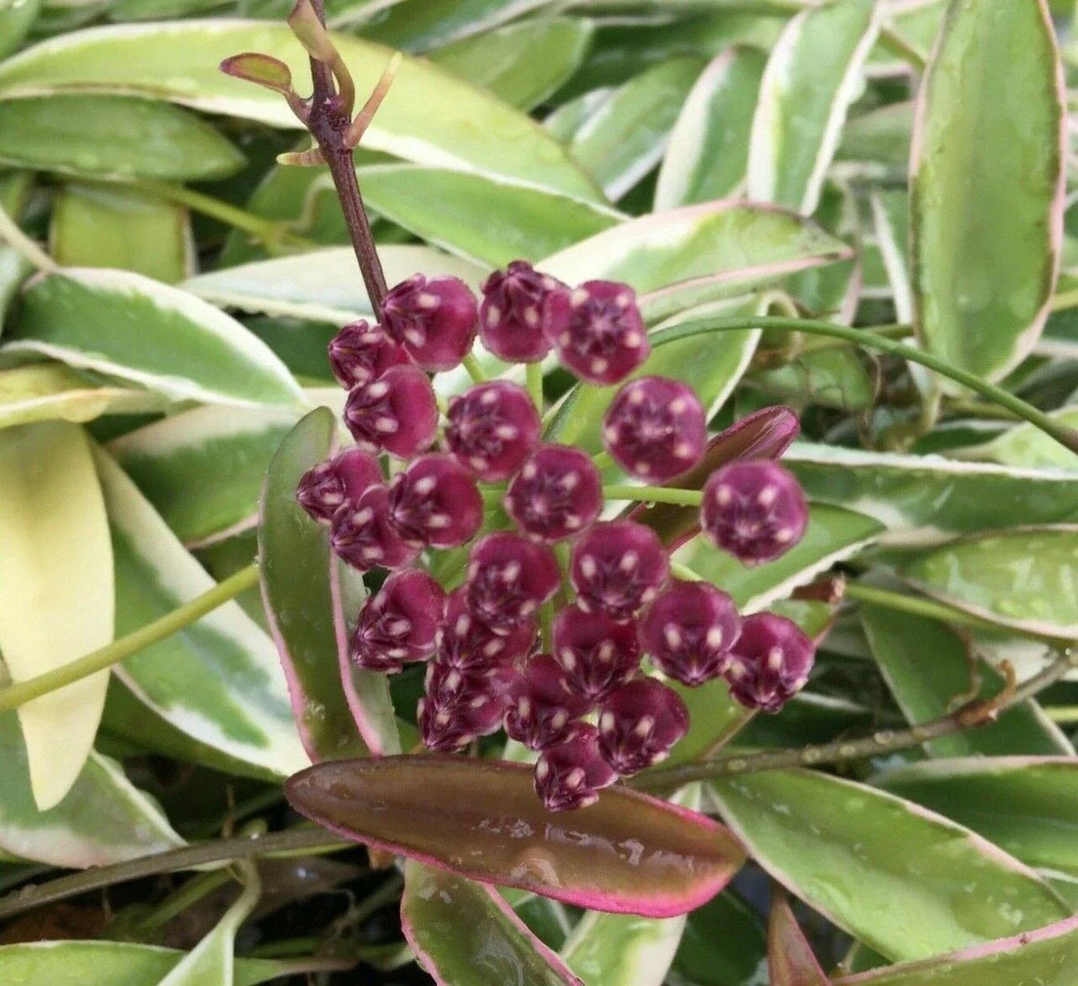 Hoya Wayetii 'Lori Lyn' Rooted Plant in 2.5" Pot - Exotic Trailing Houseplant, Perfect for Indoor Decor