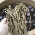 25 Bare Root Green Atlas Asparagus Crowns - 2-Year-Old - Hand Picked Nursery Quality
