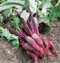 Beet Seed 500 Seeds Cylindra Non-GMO Heirloom Beets Beta vulgaris