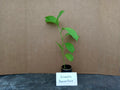 Yellow Passion Fruit Plant - 6 to 8 Inch Live Starter - Passiflora edulis - Edible Vine, Non-GMO, Free Shipping