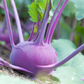 Kohlrabi Seeds - 400 Seeds - Early Purple Vienna - Brassica oleracea - Non-GMO, Heirloom, Fast-Growing Garden Vegetable
