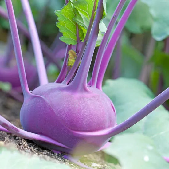 Kohlrabi Seeds - 400 Seeds - Early Purple Vienna - Brassica oleracea - Non-GMO, Heirloom, Fast-Growing Garden Vegetable