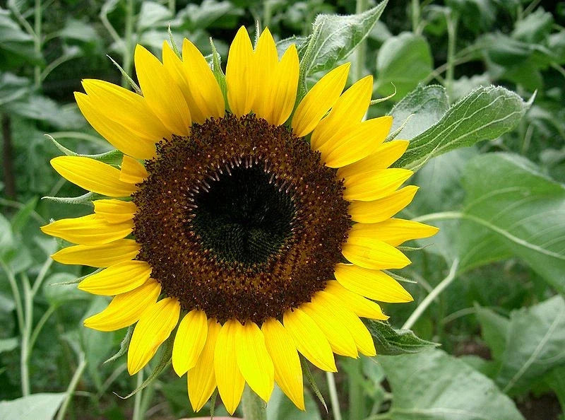 Sunflower Seeds - 22 Pack - Taiyo Japanese Heirloom - Helianthus annuus - Easy Grow, Buy 15, Ships Free