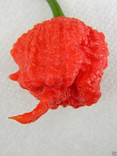 Carolina Reaper Seeds - 10 Organic Seeds - World's Hottest Chilli Pepper - Capsicum chinense