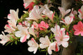 Azalea Starter Plant - Bi-Color Striped Blooms - Rhododendron Deciduous