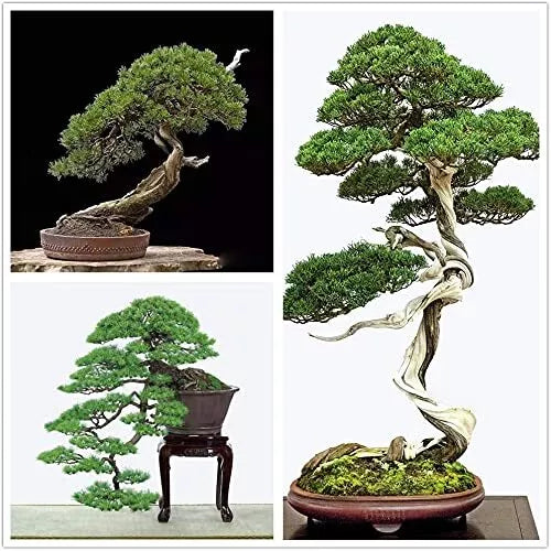 Bonsai Tree Seeds - Japanese Black Pine - 30+ Seeds - Prized Evergreen (Pinus thunbergii)
