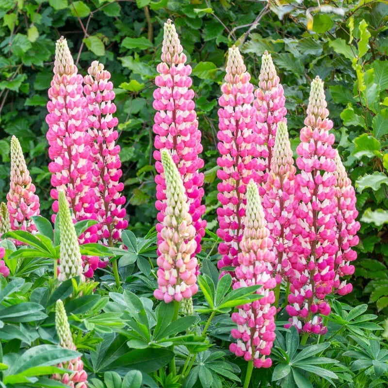 Chatelaine Lupine Seeds | Non-GMO Flower Seeds | Colorful Blooms | Lupinus polyphyllus