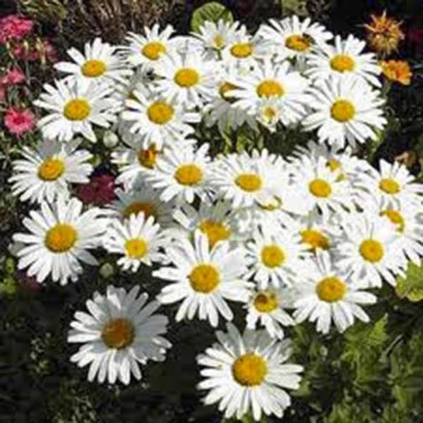 Shasta Daisy Seeds - 25+ Seeds - Bright White/Yellow Flowers - Leucanthemum × superbum