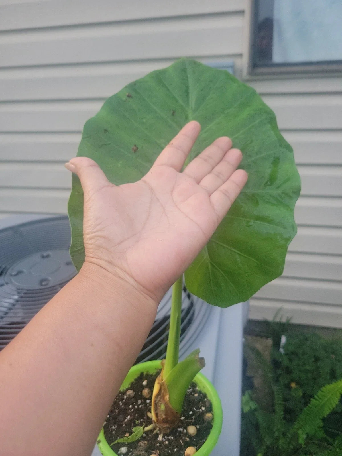 Calidora Elephant Ear Plant - Live Alocasia - Persian Palm Variety - Tropical Houseplant