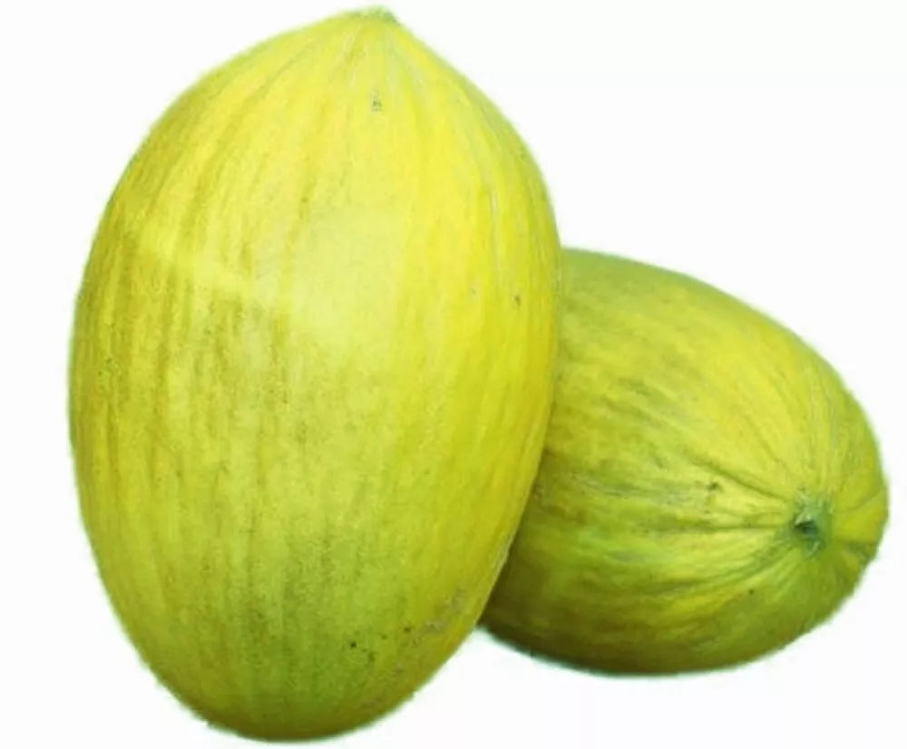 Amarillo Oro Melon Seeds | NON-GMO Heirloom | Fresh Garden Seeds | Cucumis melo