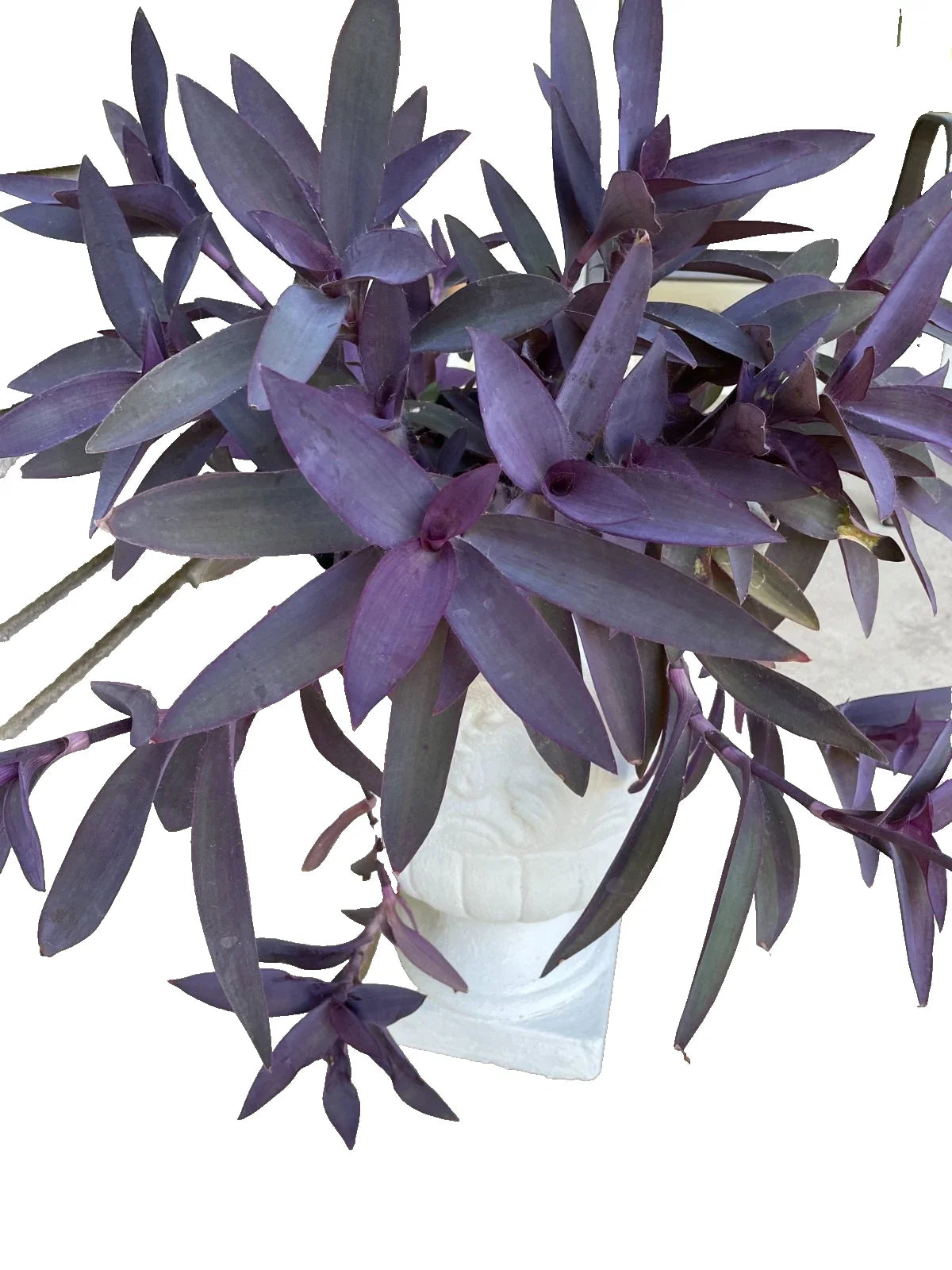 Purple Heart Wandering Tradescantia Cuttings - 15 Live Jew Plant Cuttings (Tradescantia Pallida Purpurea)