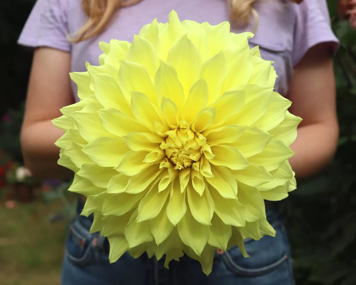 Kelvin Floodlight Dinnerplate Dahlia Tuber 10 Inches - Colorful Blooms, Garden Planting, Dahlia variabilis