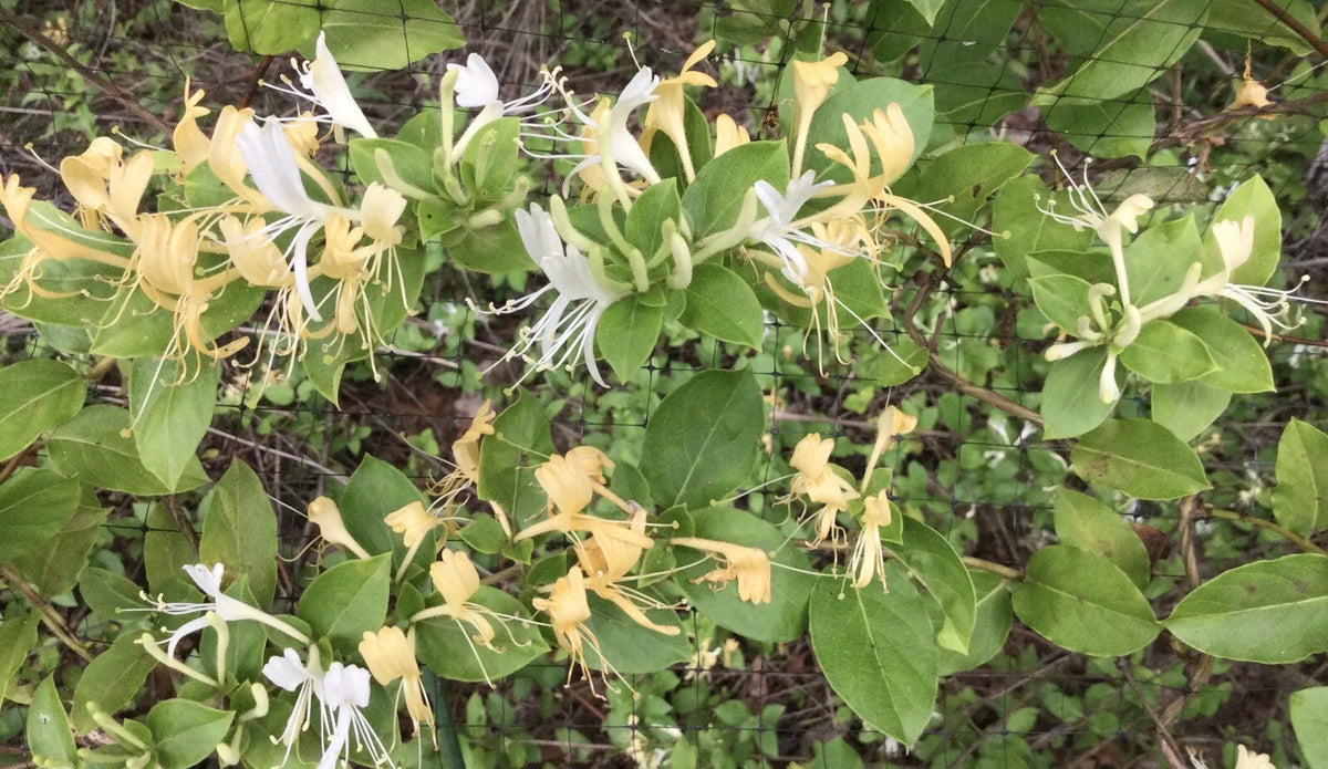 10 Live Plants Hall's Honeysuckle Vines 6" Tall White Yellow Flowers Lonicera japonica, Fragrant Nectar-Attracting Vines