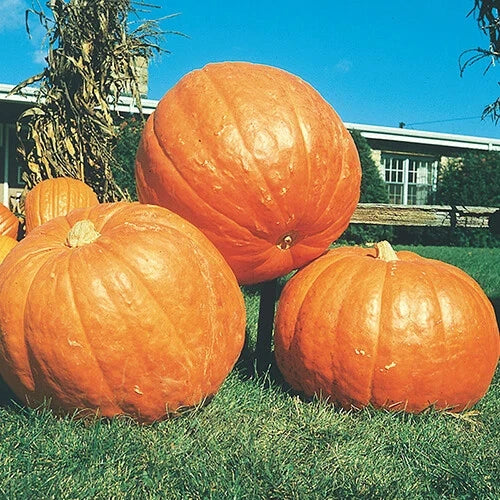 Big Max Pumpkin Seeds | Heirloom Variety | Non-GMO | 100+ Pounds | Cucurbita maxima