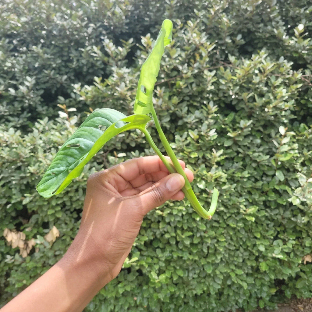 Monstera Rooted Cutting – Swiss Cheese Plant | Live Indoor Houseplant | Monstera Deliciosa Cutting with Established Roots