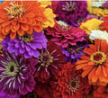California Giant Zinnia Seeds - 25 Pack, Annual Flower, Easy to Grow, Butterfly Pollinator, Zinnia elegans