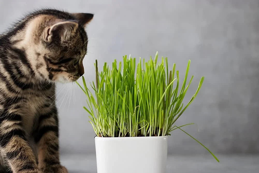 Cat Grass Seeds 1 Lb - Nutritious Tasty Treat for Cats - Barley Grass (Hordeum vulgare)