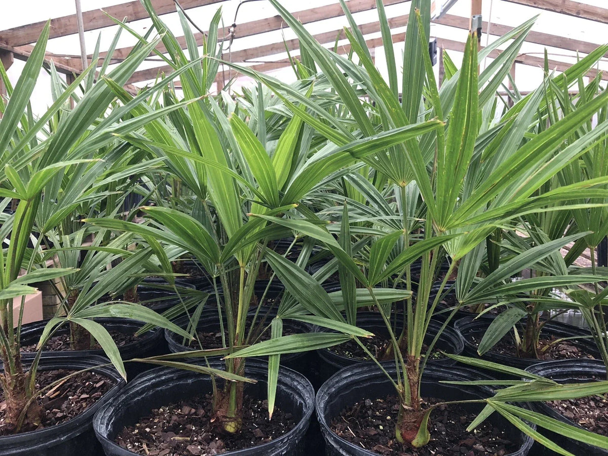 Cold Hardy Windmill Palm Trees 22-24” Trachycarpus fortunei Outdoor Tropical Plants