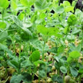 Brown Speckled Pea Seeds - 12 oz - Pisum sativum - Heirloom Variety for Home Gardening