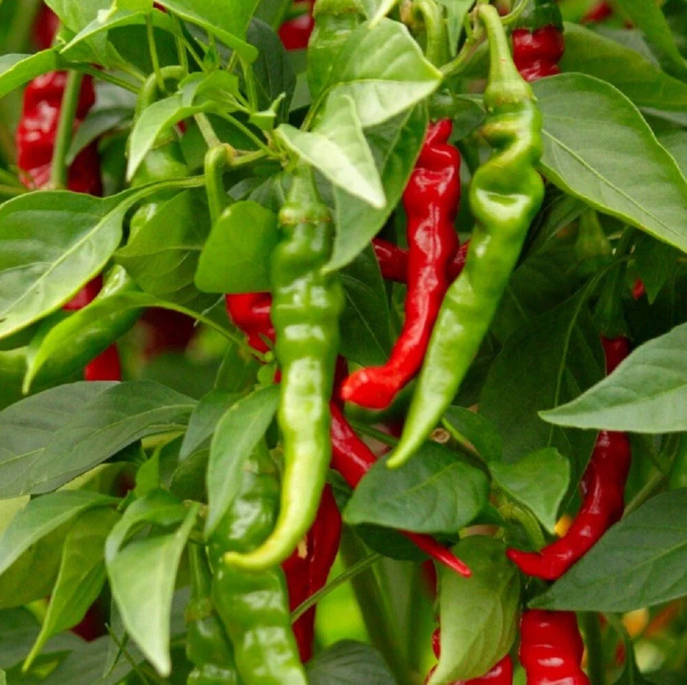 Cayenne Hot Pepper Seeds | Long Slim | NON-GMO Heirloom | Fresh Garden Seeds | Capsicum annuum