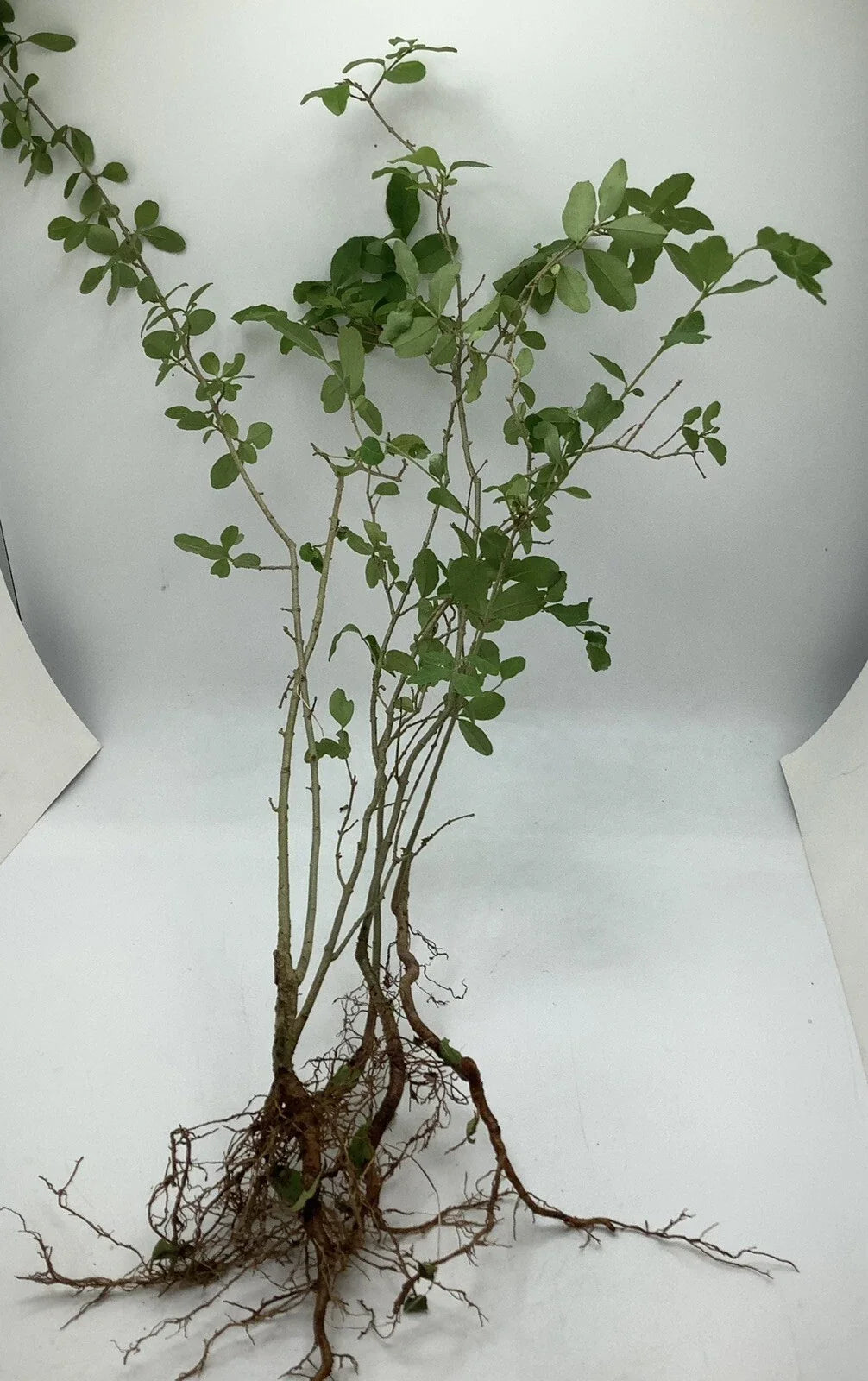 30 Bare Root Chinese Privet Hedge Starts 8-12 Inches - Ligustrum sinense